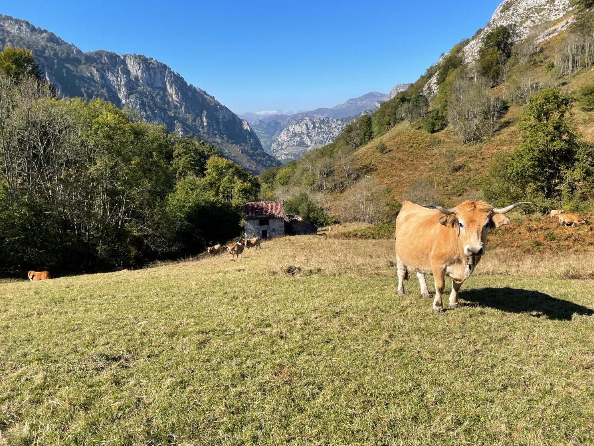 Lapaserina-A Arenas De Cabrales Exteriör bild