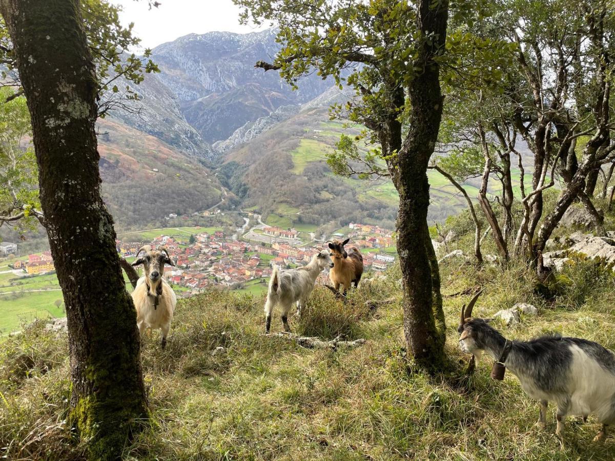 Lapaserina-A Arenas De Cabrales Exteriör bild